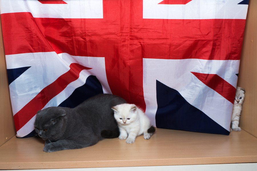 【世界にゃん事情】イギリス　ロンドンで暮らす猫たち