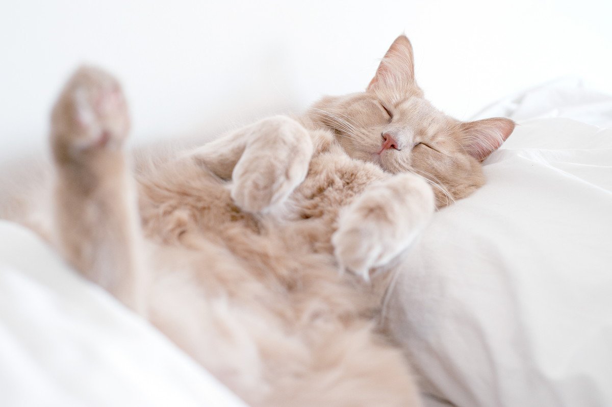 猫が『飼い主の枕』で寝る3つの可愛い理由♡