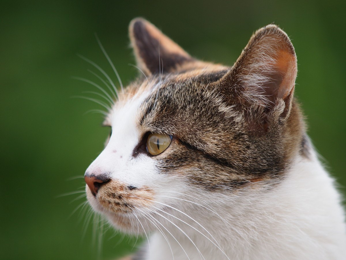 猫の瞳孔が細長いのはなぜ？『瞳』にまつわる豆知識5つ