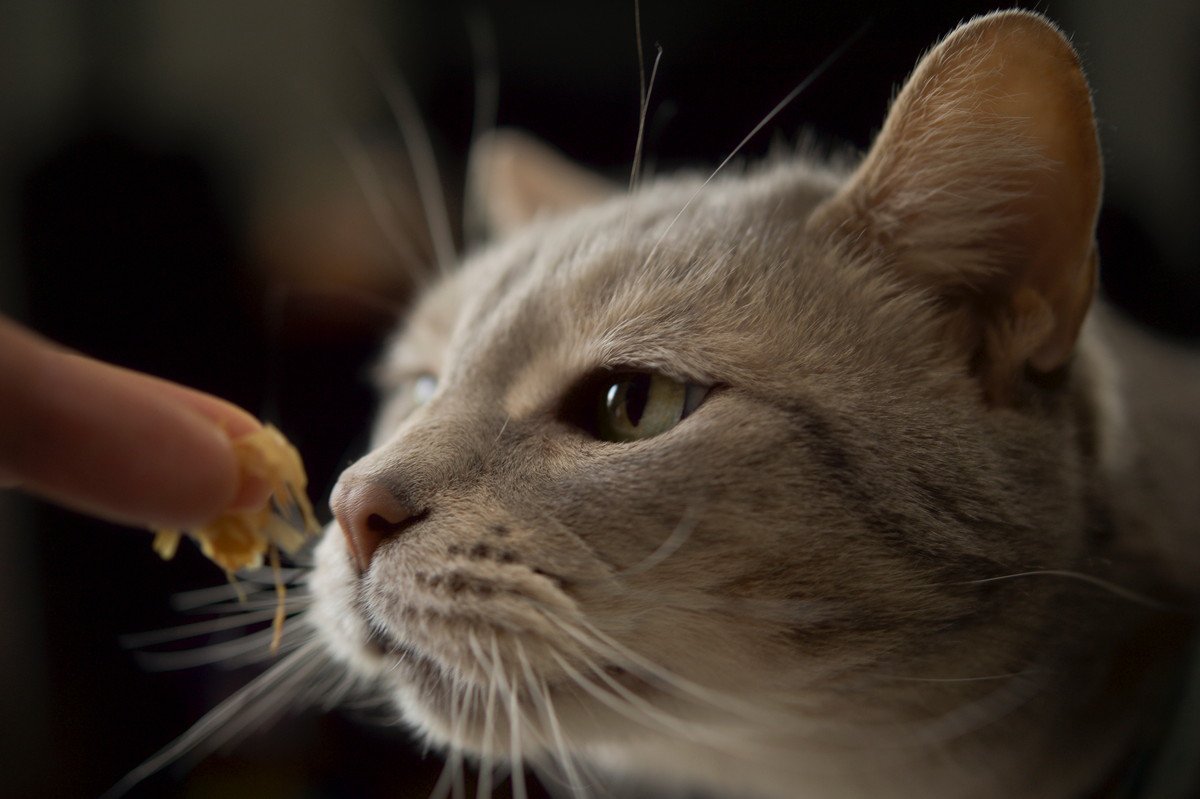 猫に与えがちな『人の食べ物』5選　かつお節、煮干し…あげても大丈夫？
