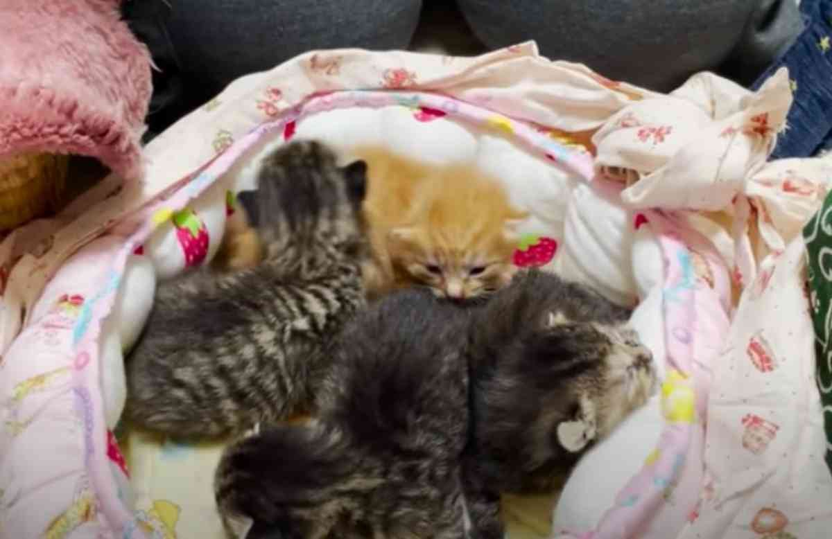 生後半年でママになった猫…7匹の子猫と共に緊急保護！