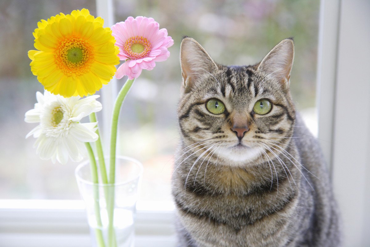 猫に『無害な植物』6選！選ぶときに注意するポイントとは？