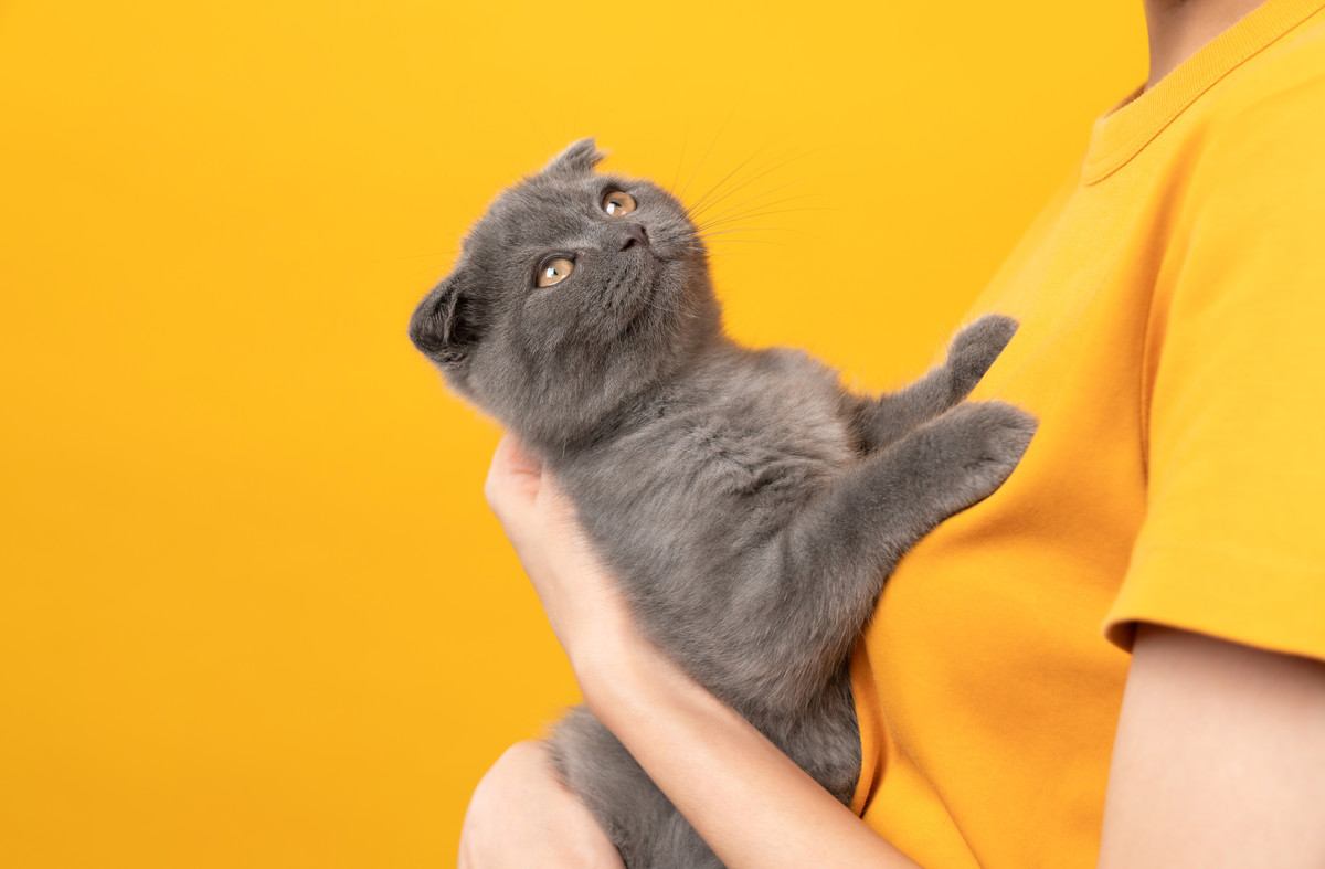 『抱っこが好きな猫』がいるって本当？5つの猫種と共通していることとは