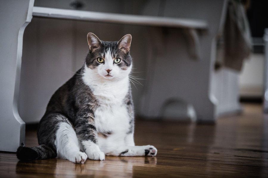 猫の7キロは肥満？適正体重やダイエットの方法