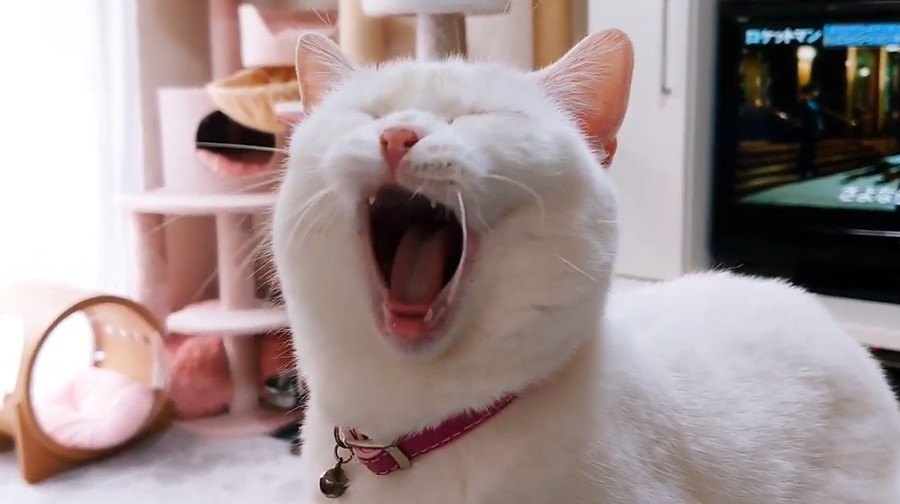 「にゃにゃにゃ！」鳴きながらあくびもしちゃう猫さん！