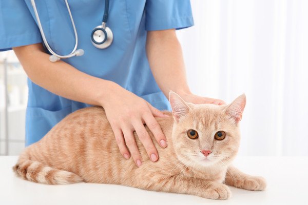 猫の腎臓サプリおすすめランキング！猫用の腎臓病サプリの選び方も！