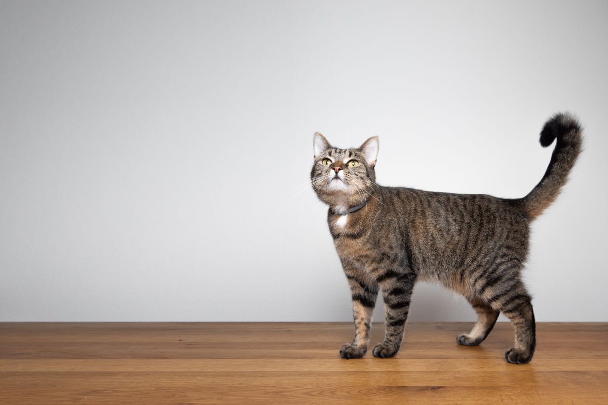 猫が『しっぽで応える』5つの意味　ピーン！やブンブン…口よりもおしゃべりかも？