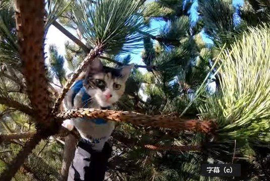 木の上で嵐を耐える子猫…響き渡る鳴き声に救助の声噴出！