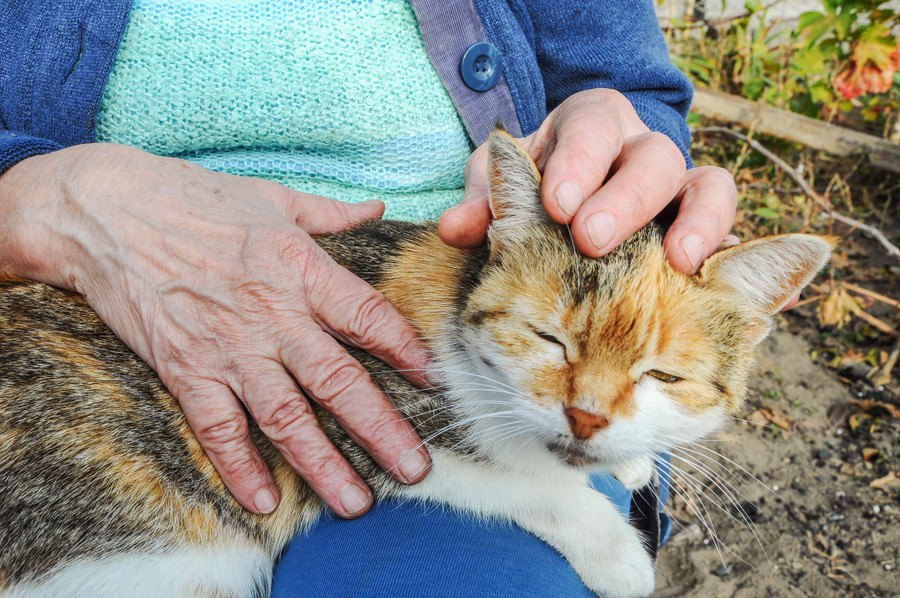 物言わぬ猫の命を守るために米国のボランティアが下した決断