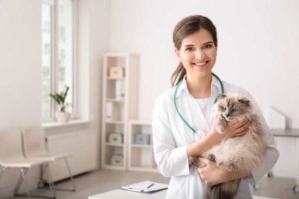 猫が骨折した時にかかる治療費は？症状や治療の方法