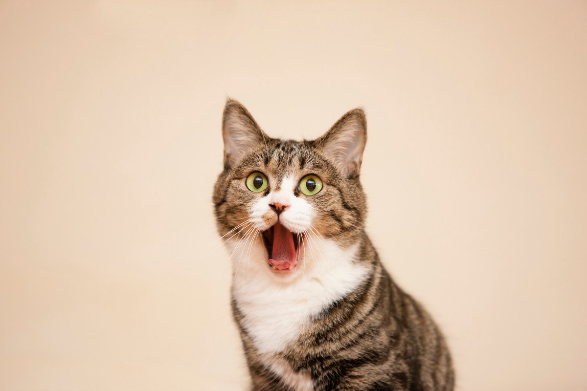 猫が『しゃっくり』する原因とは？　3つの理由とその危険性
