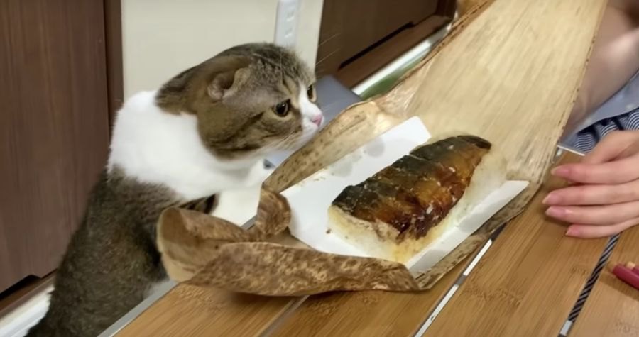 やっぱり気になる…飼い主さんのお寿司を狙う猫さん！