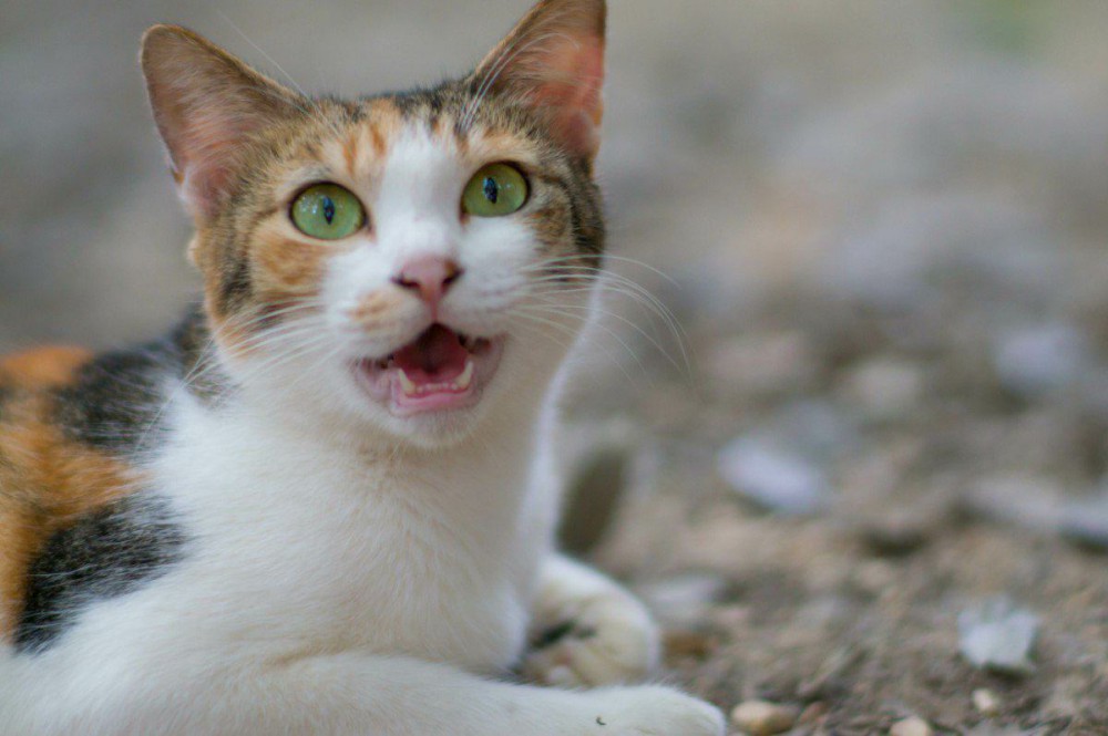 猫の気持ちがわかる猫語一覧！鳴き声を正しく理解するコツは？
