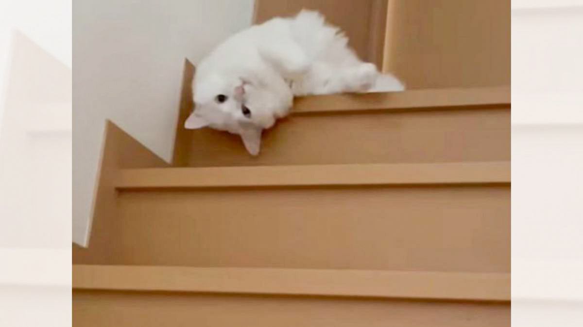 『階段を流れるように下る猫』まるで液体かのような動きに16万170件のいいねが集まる 「牛乳が溢れてるみたいｗ」「完璧」と反響
