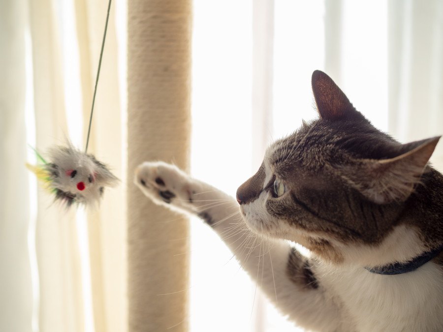 猫に絶対やってはいけない『遊び方』５選