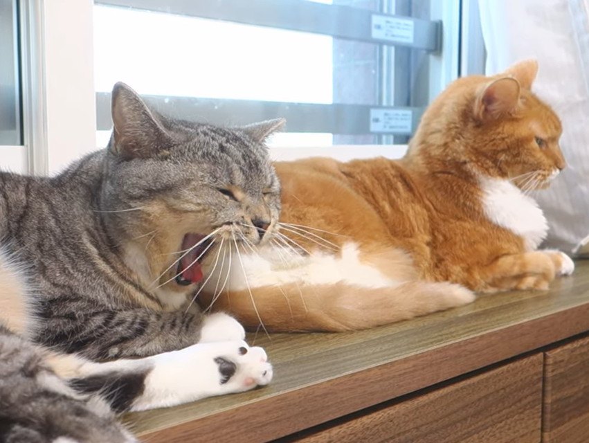 猫同士でもあくびは伝染する？
