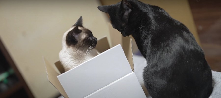 かまってほしい猫くんVS絶対に箱から動きたくない猫ちゃん