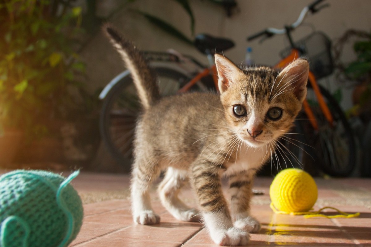 猫だけで遊ぶのは厳禁！危険なおもちゃの例とその理由４つ