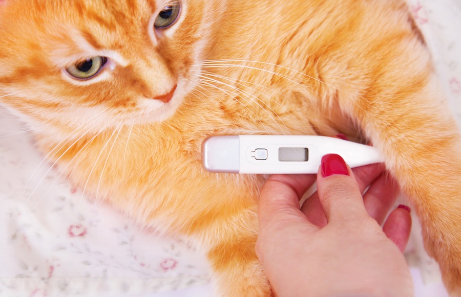 猫の体温が高い時の対策と３つの確認事項