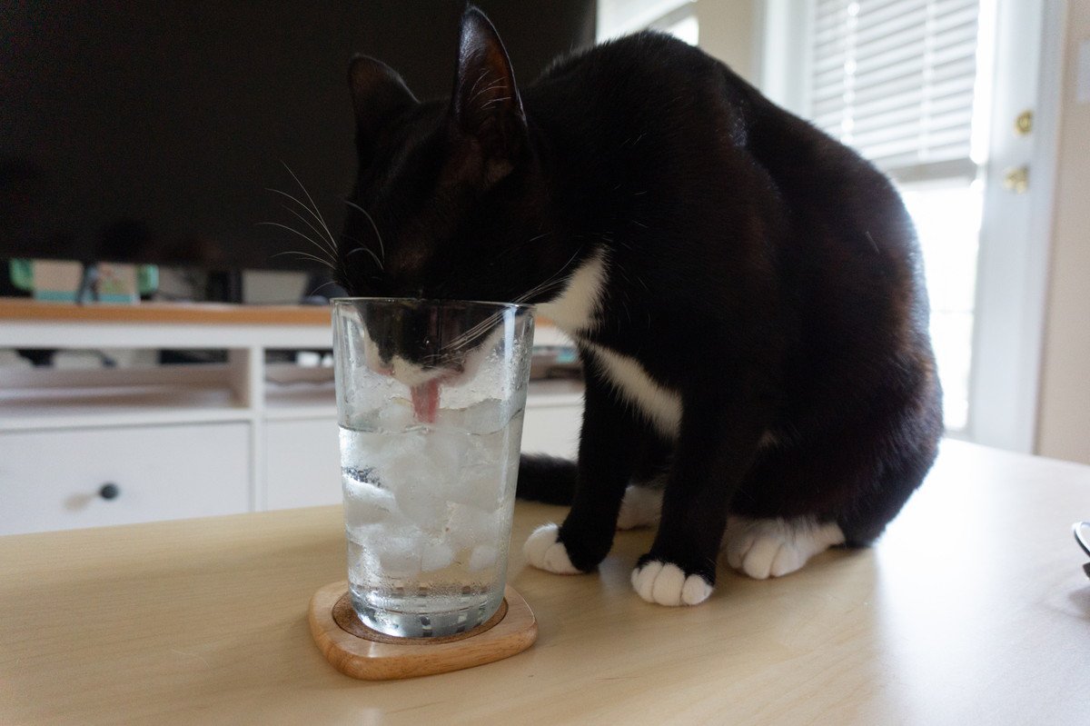 猫に『氷』は危険？メリットと舐めさせる場合の注意点3つ