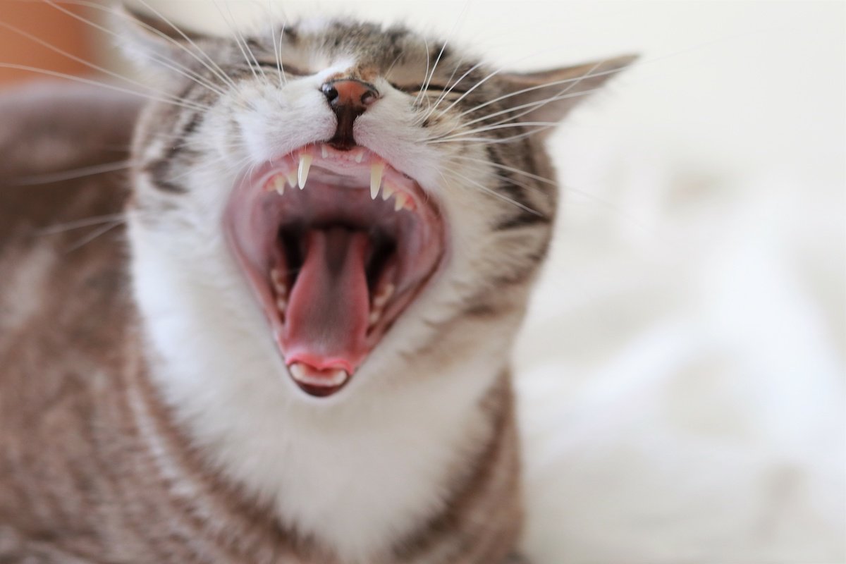 猫の『口内炎』は感染る？発症原因や症状・治療法
