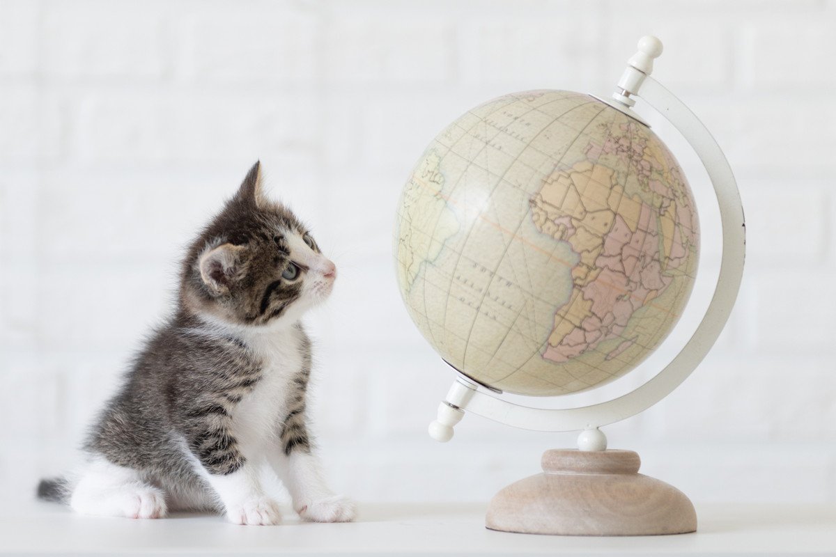 猫にまつわる『世界のことわざ』4選　日本と共通するものから外国ならではのユニークなものまで