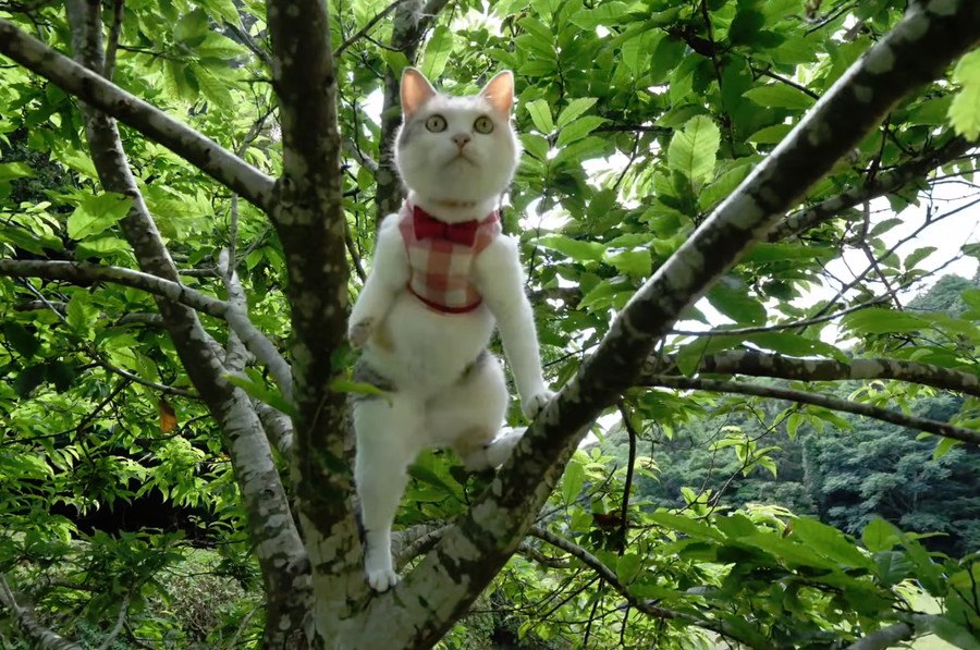 ワイルドな三毛猫姉さん、木登りだってこの通り