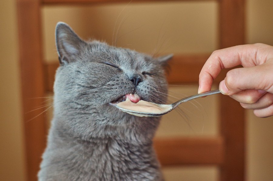 猫は甘味を感じないって本当？