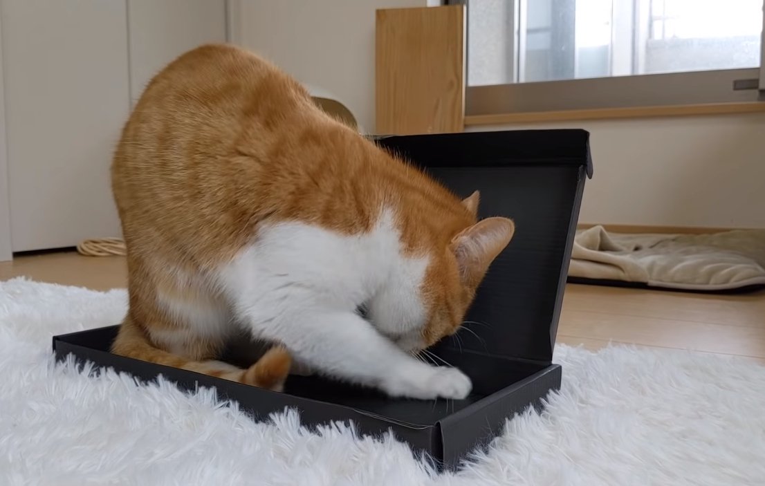「この箱ちょうどいいにゃ」魅惑の箱を手に入れた猫ちゃんが大歓喜！