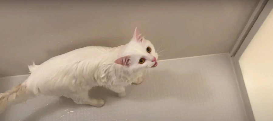 水遊び中の猫ちゃんにシャンプーをしたらどうなる…！？