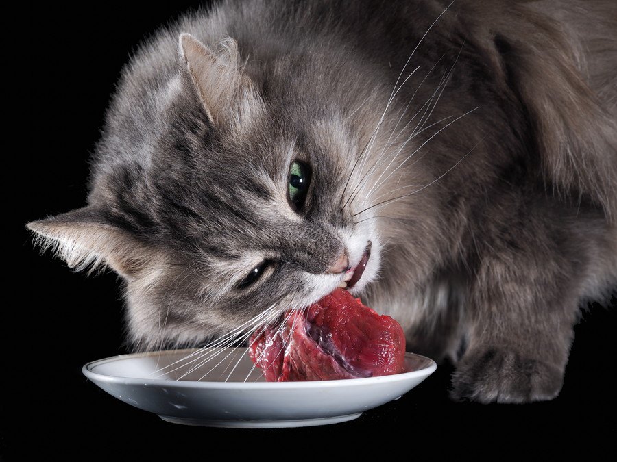 猫が好きな高級食材9つ