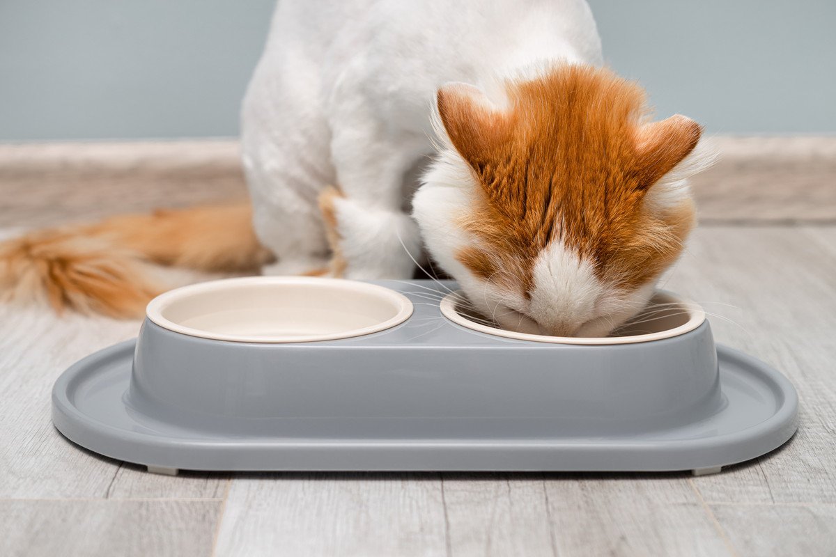 猫にとっての『正しい食器の選び方』3選　ポイントは「高さ」と「ヒゲ」