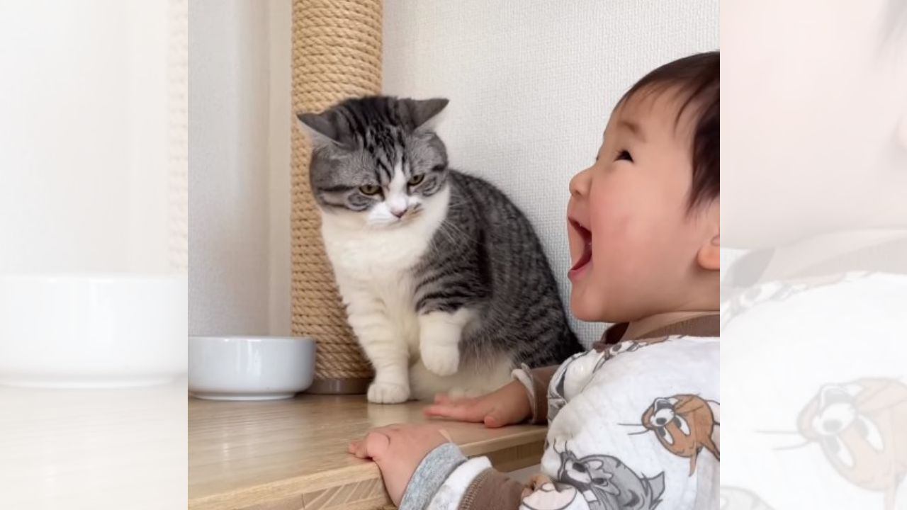 キャットタワーに赤ちゃんが登ってきた結果…猫の『マジかよ』みたいな反応が面白すぎると326万再生「表情がｗ」「かわいいね」の声