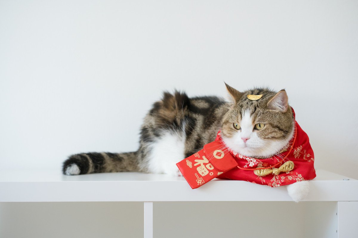 猫にも『還暦』ってあるの？シニア猫をお祝いしたいときのアイデア3つ　そもそも何歳になったらやるべき？