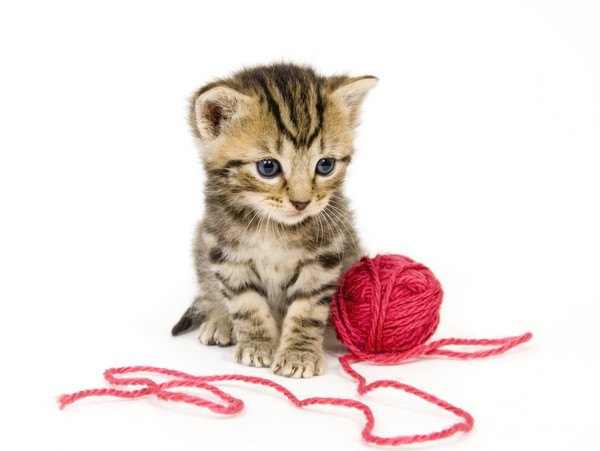 猫に紐で遊ばせる３つのリスクと誤飲した時の対処法