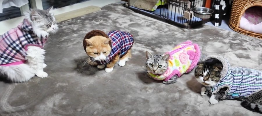 おしゃれに防寒対策♡モコモコであったかい服を着た猫たち♪