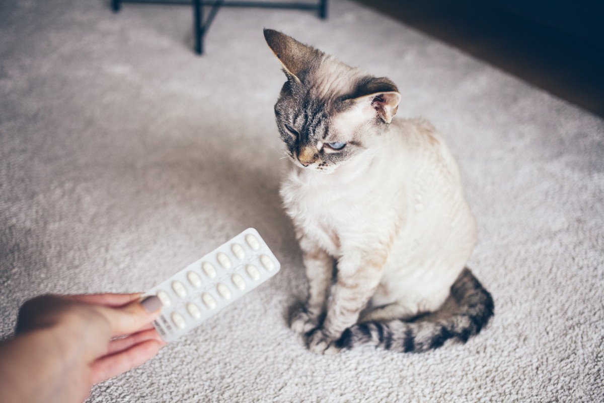 猫に与える『薬』の種類4つ　それぞれの投薬方法を解説