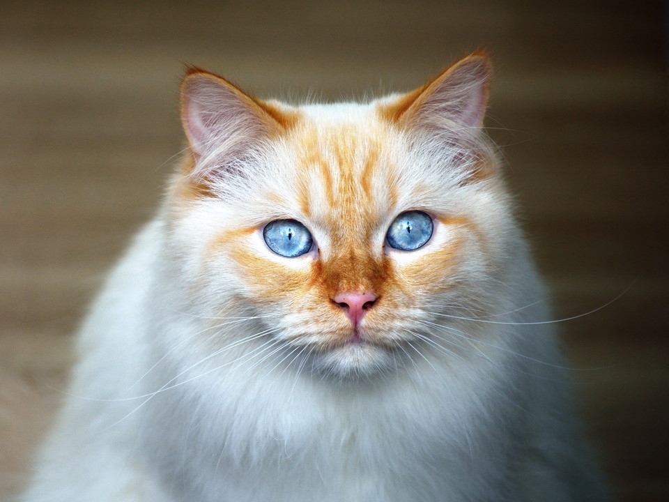 猫の目の色の種類まとめ