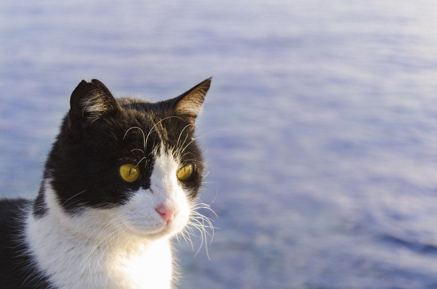 北海道に住む猫の特徴７つ