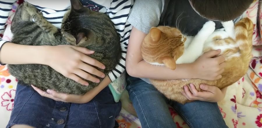 リラックス♡猫ちゃんたちを同時に抱っこ♡