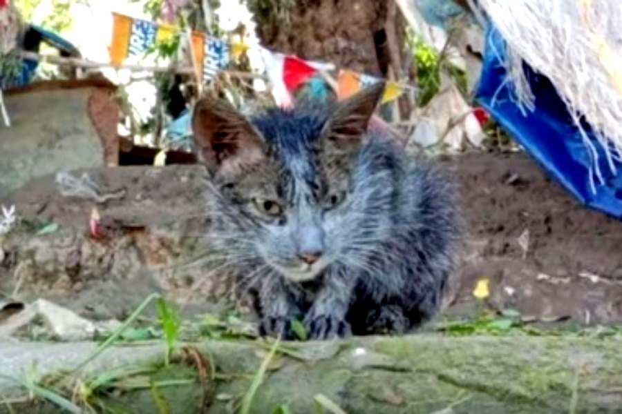 台風で泥だらけになった子猫…優しい保護主のもとで大変身！