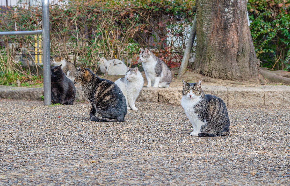 『猫の集会』とは？集まった猫らがやることや集まりやすい時間帯など、ギモンに応える4つの秘密