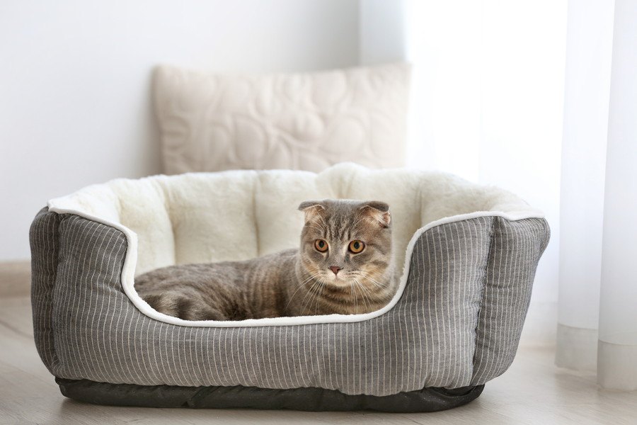 猫の安眠を妨げるベッドの問題点と解決策５つ