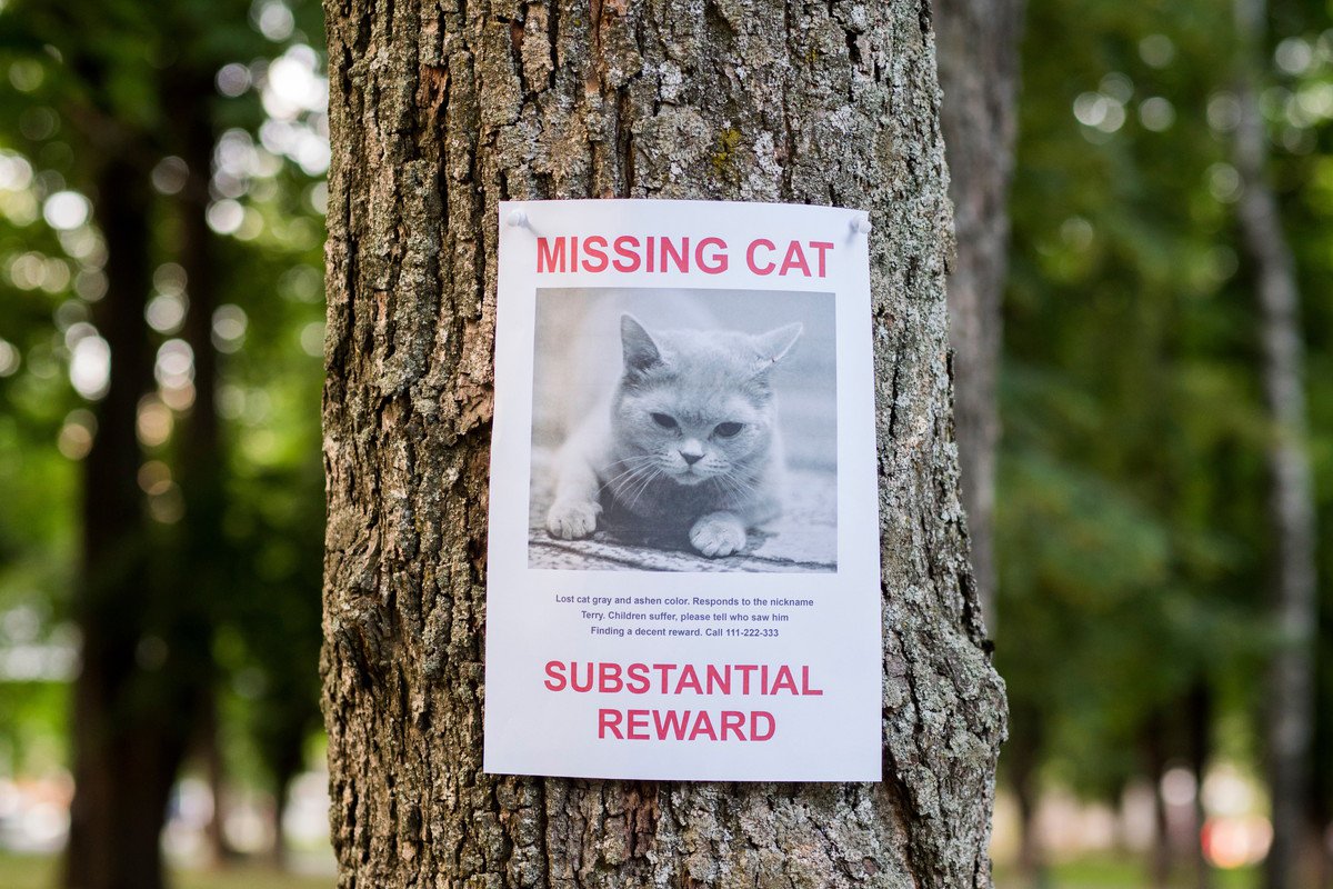 愛猫の『誘拐』に要注意！今すぐできる3つの防止策