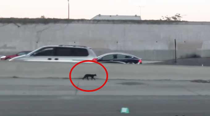 高速道路を走って逃げる黒猫…危険な救出劇の行方は？