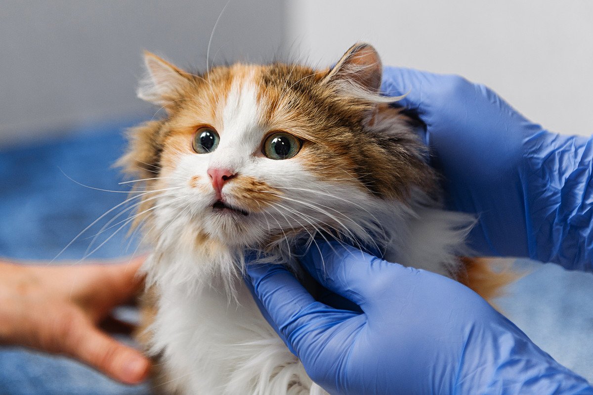 愛猫の病院通いが楽になる？　猫の『不安』を和らげる新薬、米国当局が承認