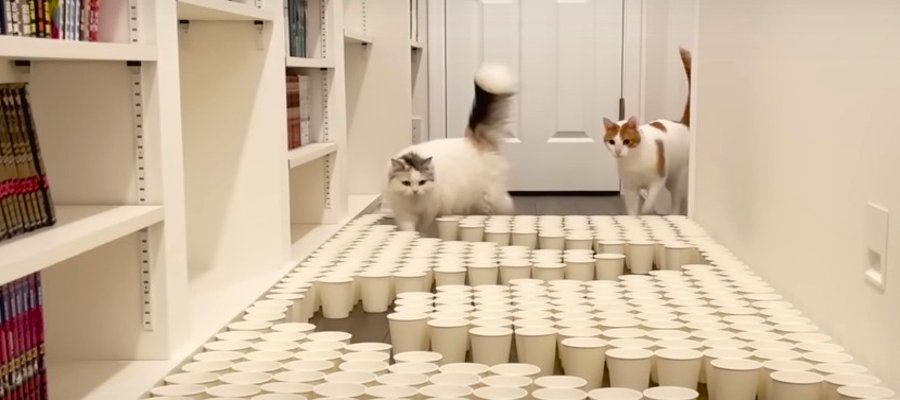 床に紙コップが敷き詰められていたら猫ちゃんたちはどうする！？