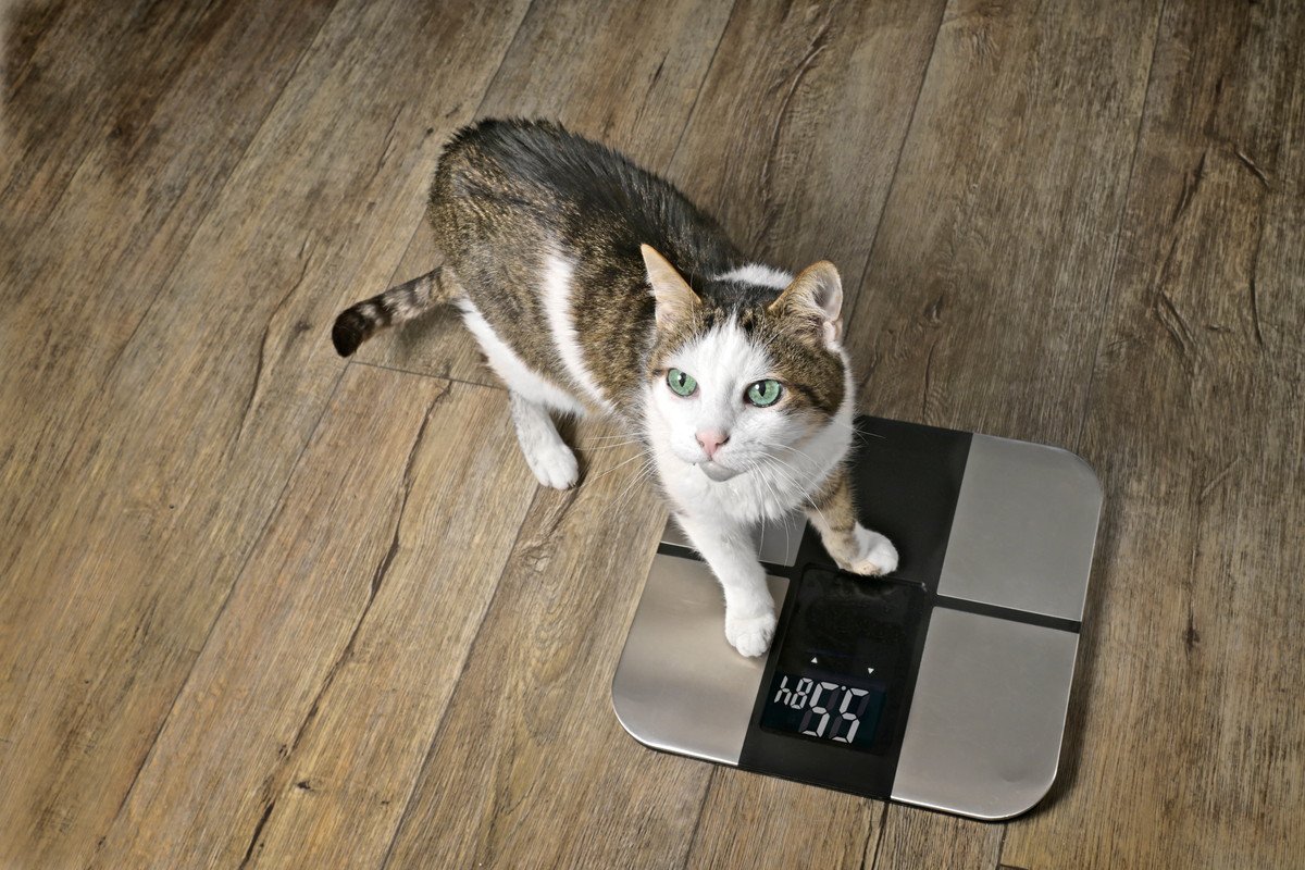 猫の体のコンディションをチェックする方法とは？体重の正しい測り方もご紹介