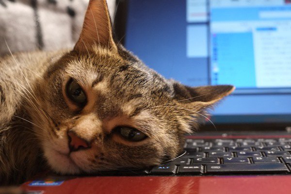 猫と一緒に働ける会社に憧れ…メリットデメリットを考える