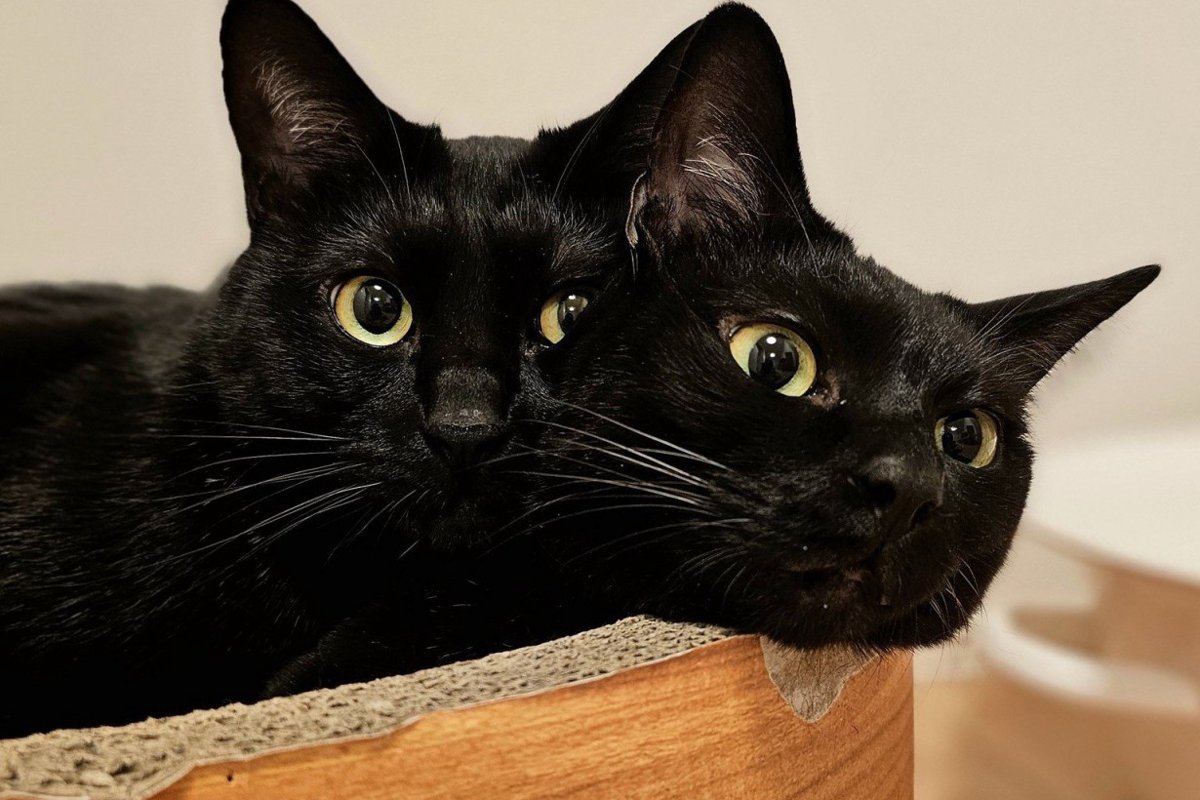 仲良し過ぎる黒猫2匹が合体…？頭が二つ付いている様子に「相当な(双頭な)かわいさ」と大絶賛 3.4万いいねを記録